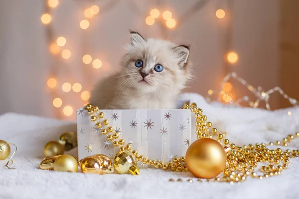 Pequeno Gatinho Bonito Uma Caixa Presente Decoração Natal Bokeh — Fotografia de Stock