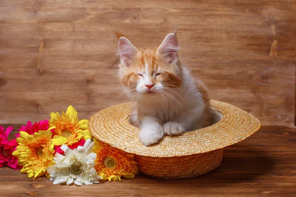 Drăguț Ghimbir Maine Pisoi Coon Așezat Pălărie Aproape Flori — Fotografie, imagine de stoc