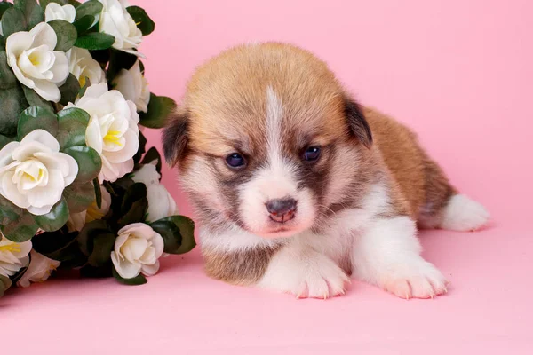 Новорожденный Щенок Корги Пемброк Букетом Цветов Розовом Фоне — стоковое фото
