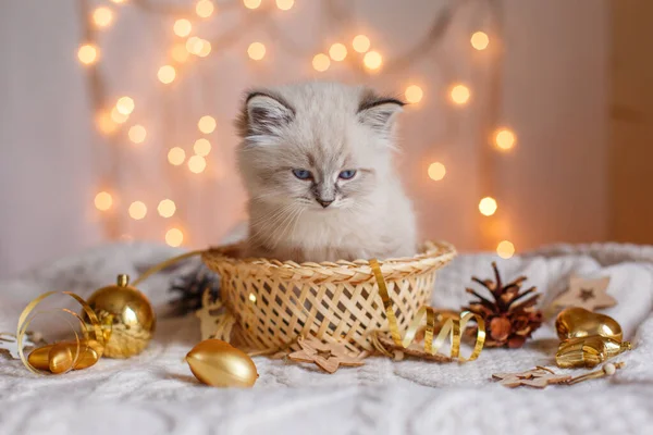 Gatinho Bonito Com Decorações Natal Fundo Leve — Fotografia de Stock