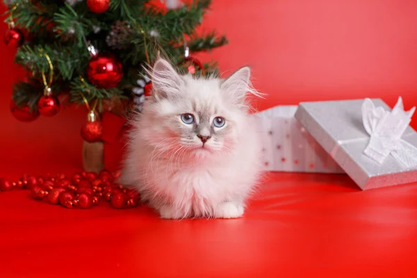 Fofo Gatinho Cinza Fundo Vermelho Árvore Natal Fundo Ano Novo — Fotografia de Stock