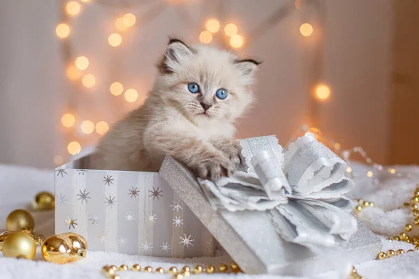 Petit Chaton Mignon Dans Une Boîte Cadeau Sur Décor Noël — Photo