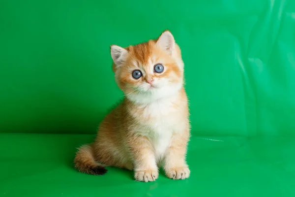 British Golden Chinchilla Breed Kitten Green Background — Stock Photo, Image