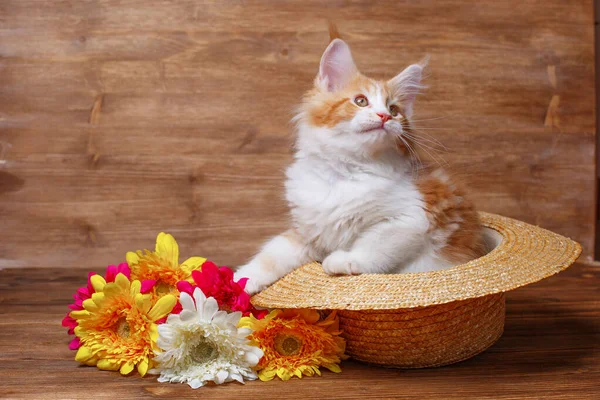 Şirin zencefilli rakun yavrusu şapkasının içinde çiçeklerle oturuyor.