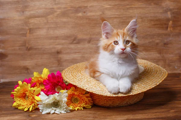 Drăguț Ghimbir Maine Pisoi Coon Așezat Pălărie Aproape Flori — Fotografie, imagine de stoc