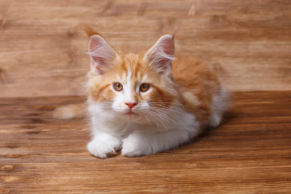 Cute Little Kitten Wooden Background — Stock Photo, Image