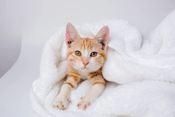 Gengibre Maine Casulo Gatinho Que Coloca Cobertor — Fotografia de Stock