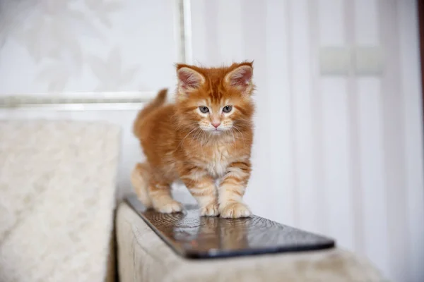 Kitty Ist Hause Maine Coon Jungtier — Stockfoto