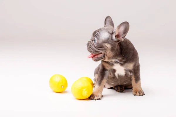 Sweet Gray French Bulldog Puppy Lemons Studio — Stock Photo, Image