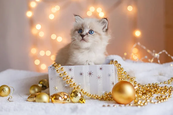 Pequeno Gatinho Bonito Uma Caixa Presente Decoração Natal Bokeh — Fotografia de Stock