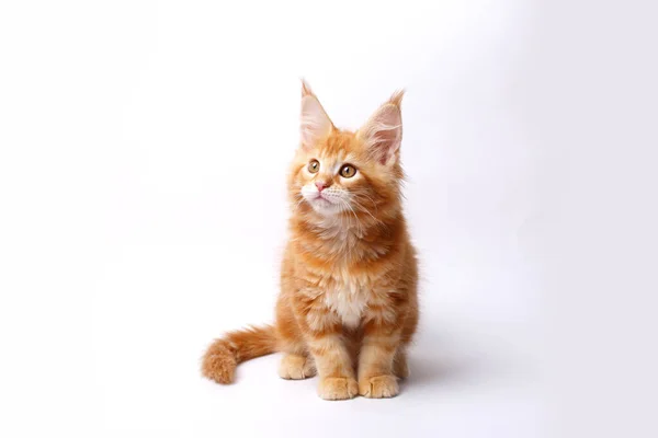Red White Maine Coon Kitten Isolated White Background — Stock Photo, Image
