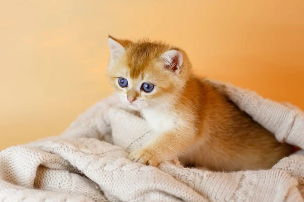 用针织毛毯织成的英国金丝雀品种的可爱小猫咪 — 图库照片