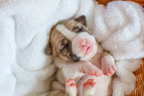 Cuccioli Ciechi Appena Nati Trovano Una Coperta Cesto — Foto Stock