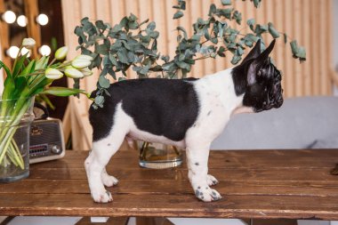 Fransız buldog yavrusu kameraya bakıyor, Stüdyo