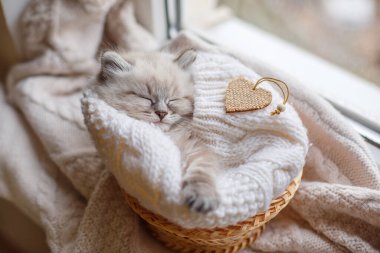 Küçük şirin kedi sepette uyuyor.