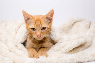 Zencefilli rakun yavrusu battaniyenin içinde yatıyor. 