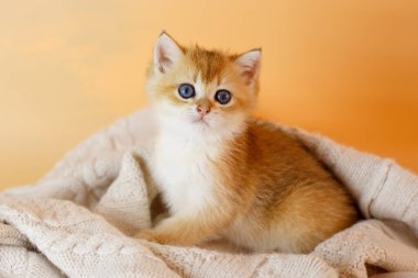 İngiliz altın çinçilyasından şirin bir kedi yavrusu örgü örer 