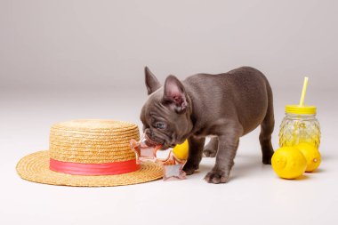 Stüdyoda limonlu, şişeli, güneş gözlüklü ve şapkalı komik bir Fransız bulldog köpeği.