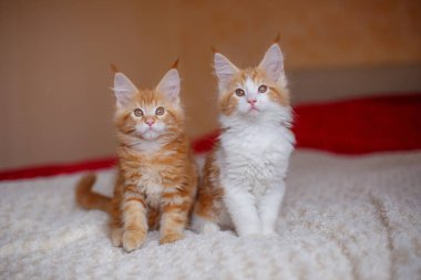 Kırmızı tüylü kedinin arka planında küçük sevimli bir kedi yavrusu var.