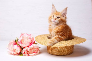 Şirin zencefilli rakun yavrusu şapkasının içinde çiçeklerle oturuyor.