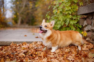 Sonbaharda parkta Galli Corgi köpeği