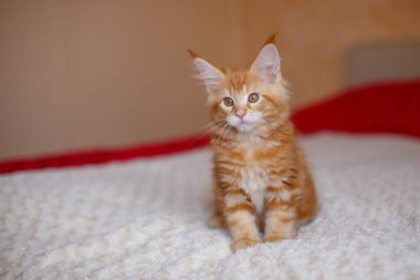 Beyaz tüylü gözleri olan tatlı kırmızı kedi.