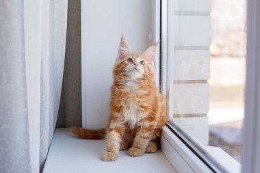 ginger and white maine coon kitten on windowsill  clipart