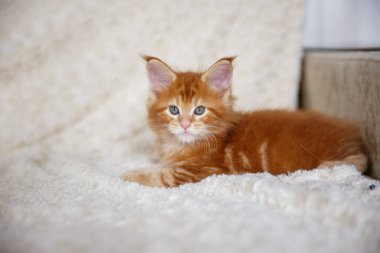 Kedicik evde. Maine Rakun Kedisi