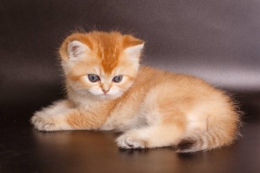 Kedi yavrusu Altın çinçilla İngiliz 