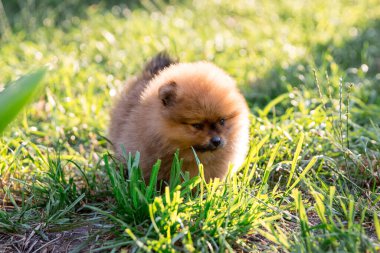Yeşil çimlerde Pomeranya köpekleri