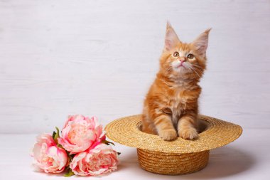 Şirin zencefilli rakun yavrusu şapkasının içinde çiçeklerle oturuyor.