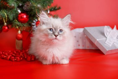 Kırmızı arka planda tüylü gri kedi yavrusu, Noel ağacı, yeni yıl arkaplanı