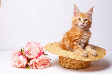 Şirin zencefilli rakun yavrusu şapkasının içinde çiçeklerle oturuyor.