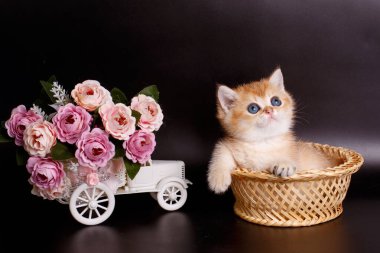 İngiliz altın çinçilya kedisi sepette 