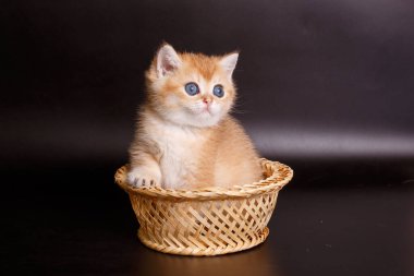 İngiliz altın çinçilya kedisi sepette 