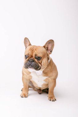 Kahverengi Fransız Bulldog köpeği.