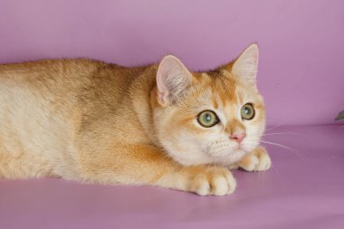 Kedi yavrusu Altın çinçilla İngiliz 