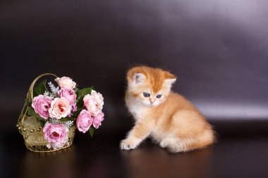 Küçük sevimli kedi yavrusu İngiliz altın çinçillası masanın üstünde vazonun yanında. 