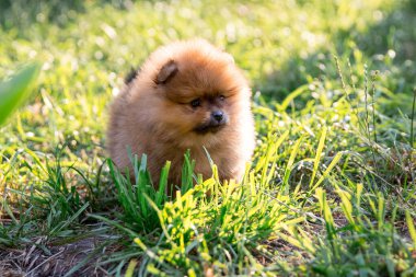 Pomeranya köpekleri çimlerin üzerinde