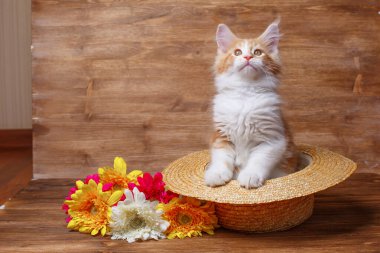 Yanında çiçeklerle şapkasının içinde oturan sevimli kızıl derili rakun yavrusu. Kızıl saçlı bir kedi ahşap bir arka planda şapkanın içinde oturuyor.