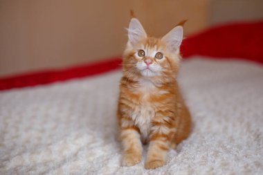 Beyaz arka planda tatlı kırmızı kedi