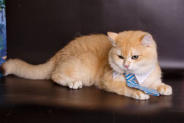 Kedi yavrusu Altın çinçilla İngiliz 