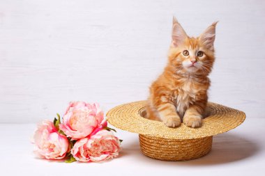 Yanında çiçeklerle şapkasının içinde oturan sevimli kızıl derili rakun yavrusu. Kızıl saçlı bir kedi beyaz arka planda bir şapkanın içinde oturuyor.