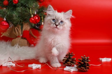 Kırmızı arka planda tüylü gri kedi yavrusu, Noel ağacı, yeni yıl arkaplanı