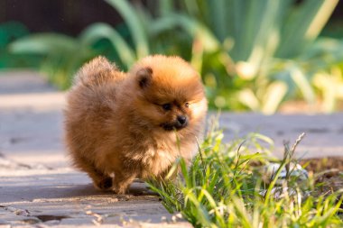 Pomeranya sokak köpekleri.
