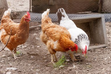 Köydeki özel bir çiftlikte tavuklar