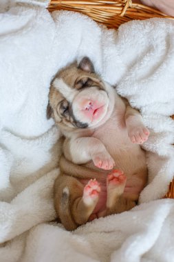 Yeni doğmuş kör köpek yavruları sepetteki battaniyenin üzerinde yatıyor.