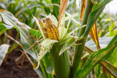 Tarlada solucanı olan mısır koçanı