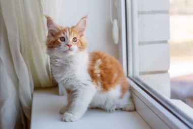 Zencefil ve beyaz maine rakunu pencere eşiğinde 