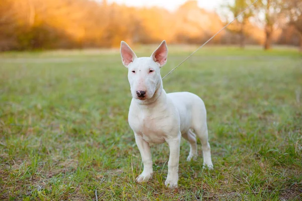 Parktaki Köpek — Stok fotoğraf